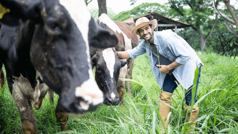 Organic Dairy Farming: A Comprehensive Guide to Starting Your Farm