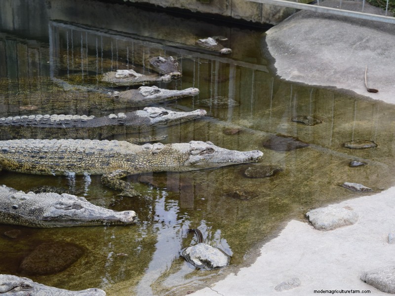 Starting an Alligator Farm: A Comprehensive Guide