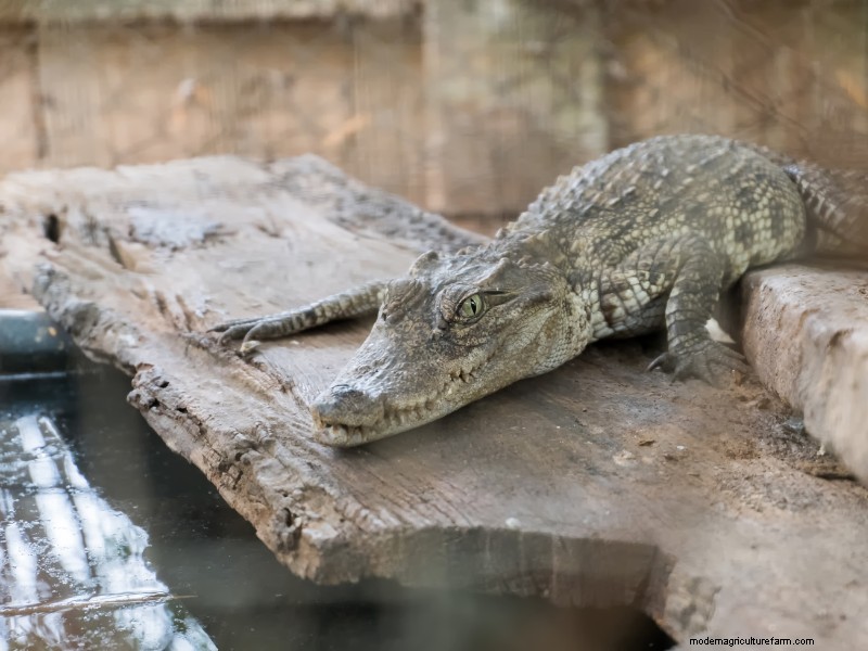 Starting an Alligator Farm: A Comprehensive Guide
