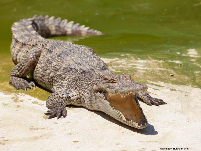 Starting an Alligator Farm: A Comprehensive Guide