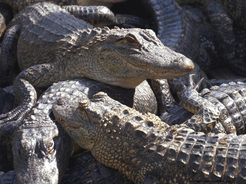 Starting an Alligator Farm: A Comprehensive Guide