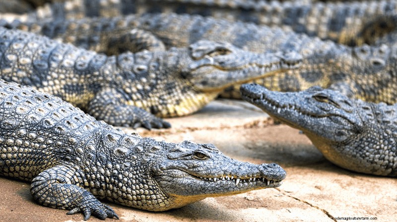 Starting an Alligator Farm: A Comprehensive Guide