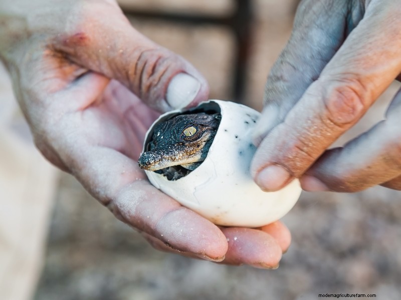 Starting an Alligator Farm: A Comprehensive Guide