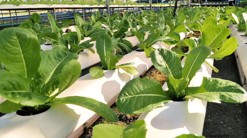 Top Profitable Crops for Small Farms in 2024