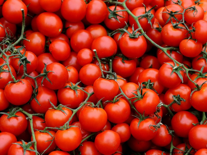Top Profitable Crops for Small Farms in 2024