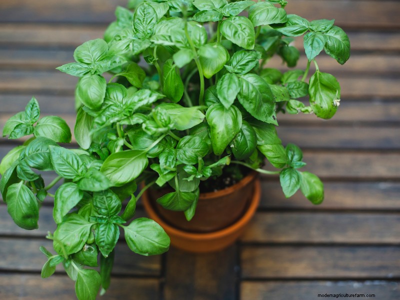 Top Profitable Crops for Small Farms in 2024