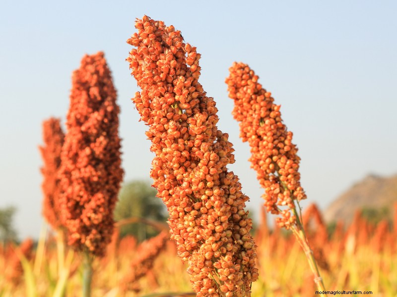 Top Profitable Crops for Small Farms in 2024