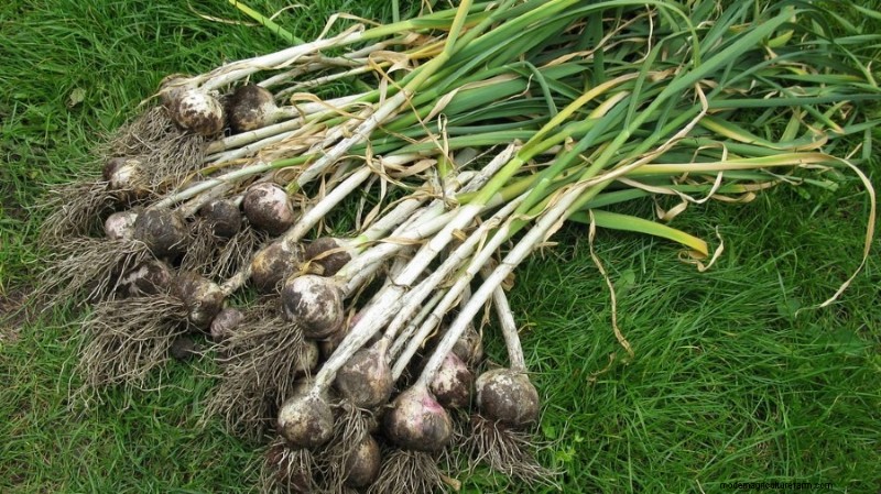 Expert Guide to Growing Garlic: Planting, Care & Harvest