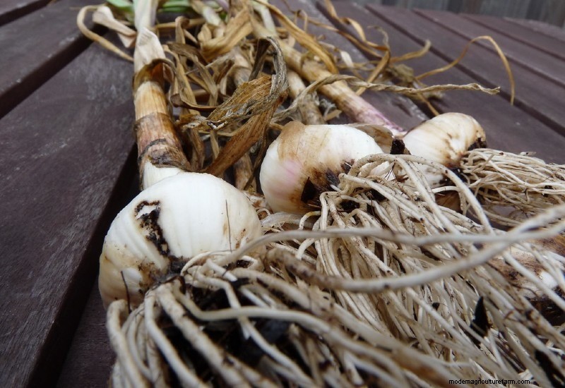 Expert Guide to Growing Garlic: Planting, Care & Harvest