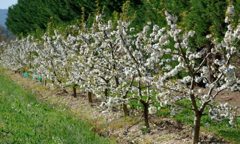 Top Profitable Fruit Trees to Grow for Income | Beginner s Guide