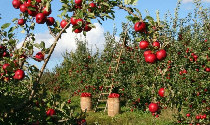 Top Profitable Fruit Trees to Grow for Income | Beginner s Guide