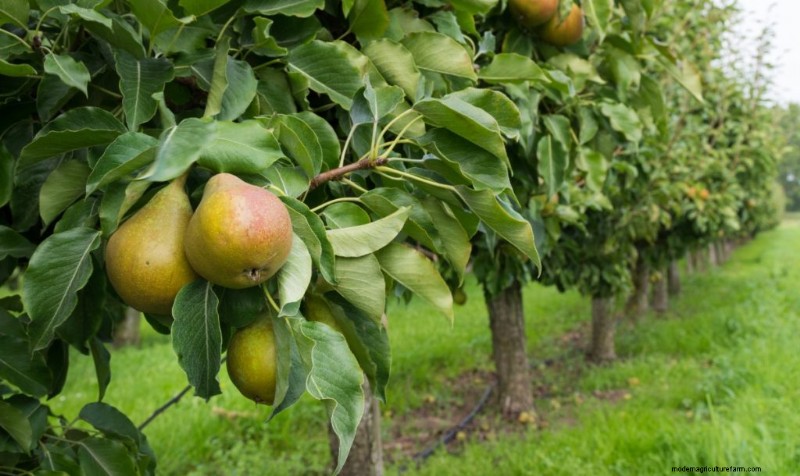 Top Profitable Fruit Trees to Grow for Income | Beginner s Guide