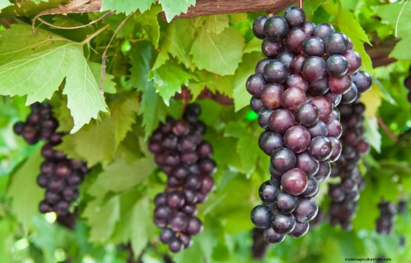Top Profitable Fruit Trees to Grow for Income | Beginner s Guide