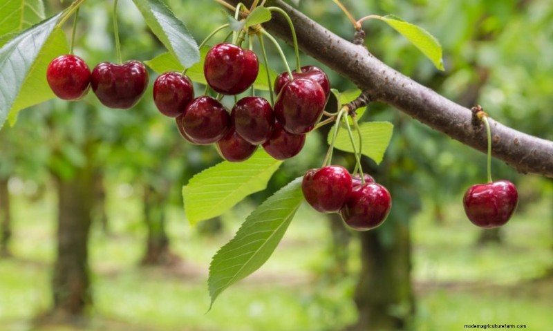 Top Profitable Fruit Trees to Grow for Income | Beginner s Guide