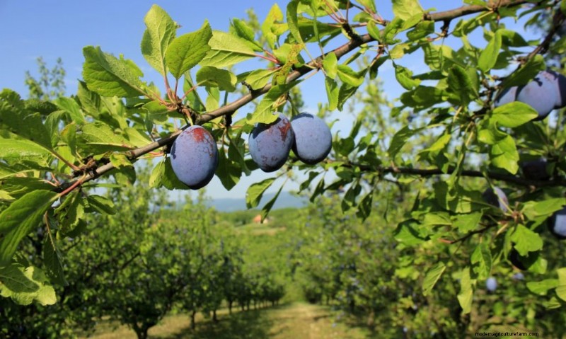 Top Profitable Fruit Trees to Grow for Income | Beginner s Guide