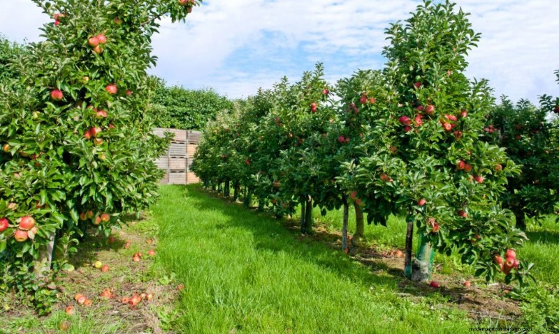 Top Profitable Fruit Trees to Grow for Income | Beginner s Guide