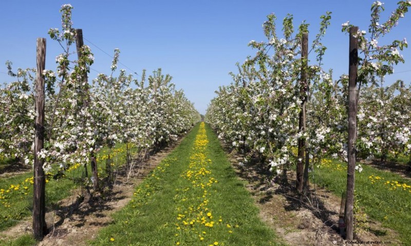 Top Profitable Fruit Trees to Grow for Income | Beginner s Guide