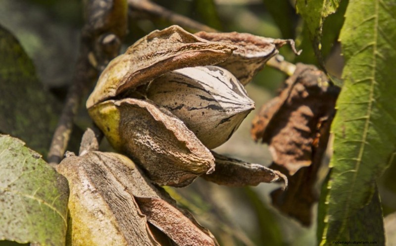 Top Profitable Nut Trees for Investment & Income