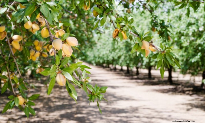 Top Profitable Nut Trees for Investment & Income