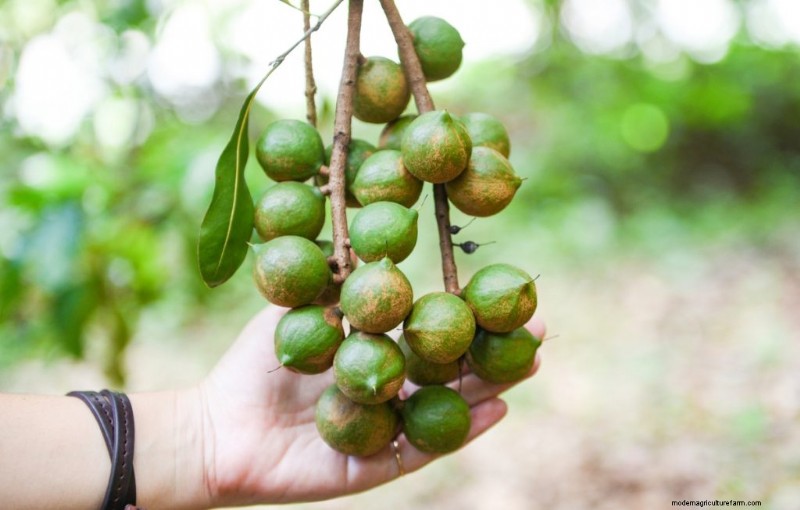 Top Profitable Nut Trees for Investment & Income