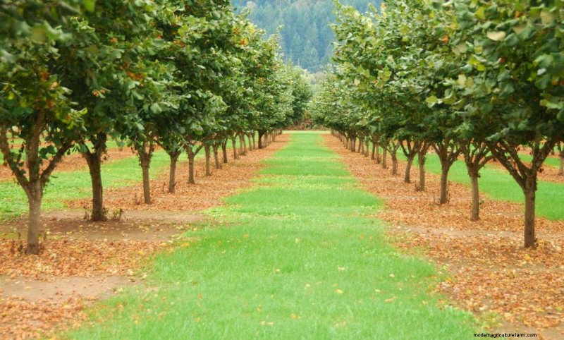 Top Profitable Nut Trees for Investment & Income