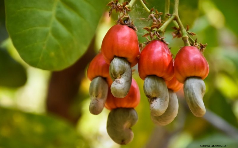 Top Profitable Nut Trees for Investment & Income