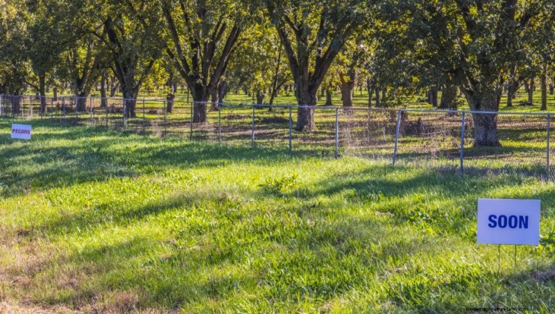 Top Profitable Nut Trees for Investment & Income