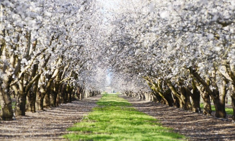 Top Profitable Nut Trees for Investment & Income