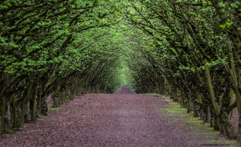 Top Profitable Nut Trees for Investment & Income