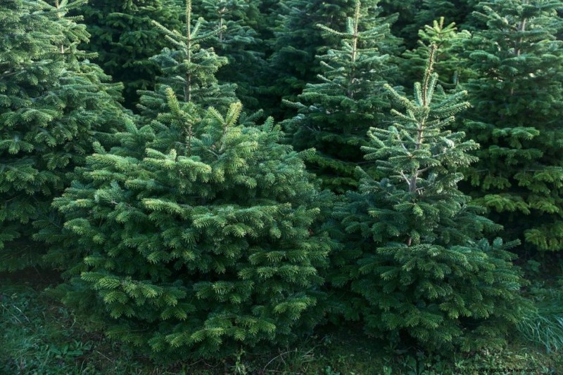 Christmas Tree Farm Profitability: A Comprehensive Guide