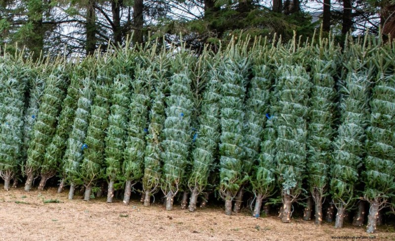 Christmas Tree Farm Profitability: A Comprehensive Guide