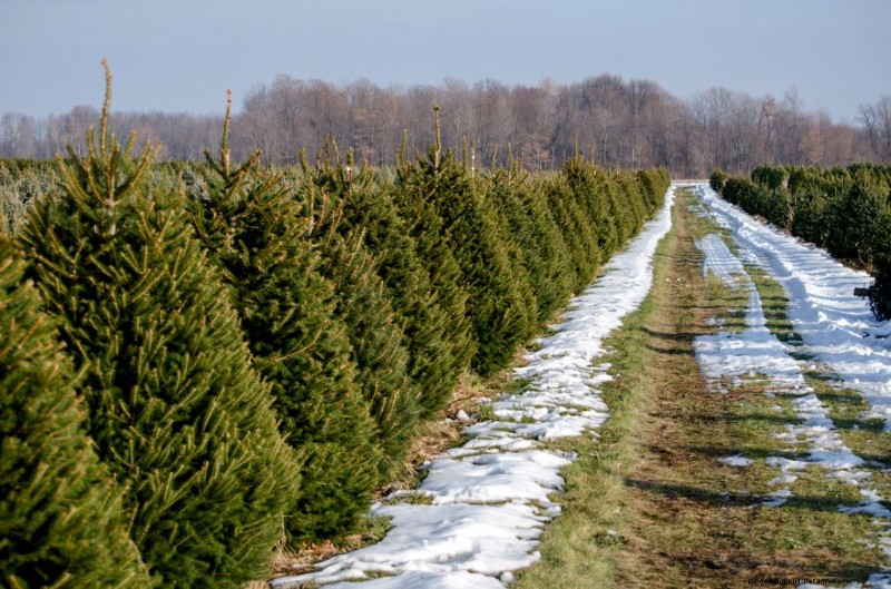 Christmas Tree Farm Profitability: A Comprehensive Guide