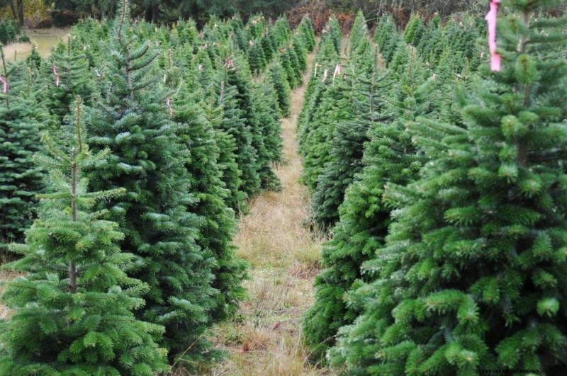 Christmas Tree Farm Profitability: A Comprehensive Guide