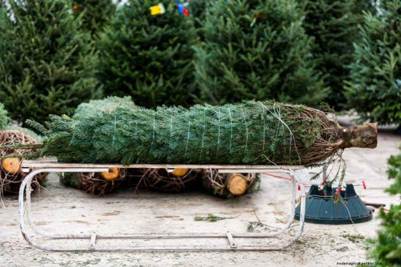 Christmas Tree Farm Profitability: A Comprehensive Guide