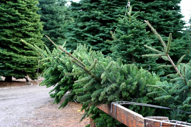 Christmas Tree Farm Profitability: A Comprehensive Guide