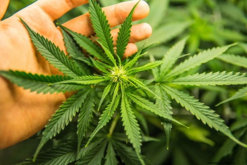Hemp Farming Profitability: A Comprehensive Guide to Income Potential