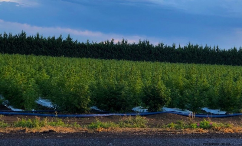 Hemp Farming Profitability: A Comprehensive Guide to Income Potential
