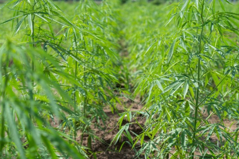Hemp Farming Profitability: A Comprehensive Guide to Income Potential