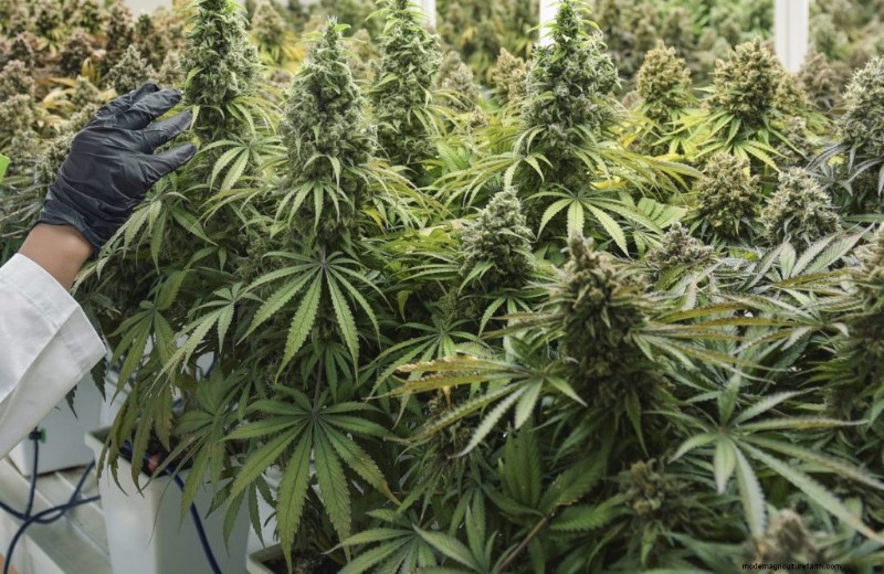 Hemp Farming Profitability: A Comprehensive Guide to Income Potential