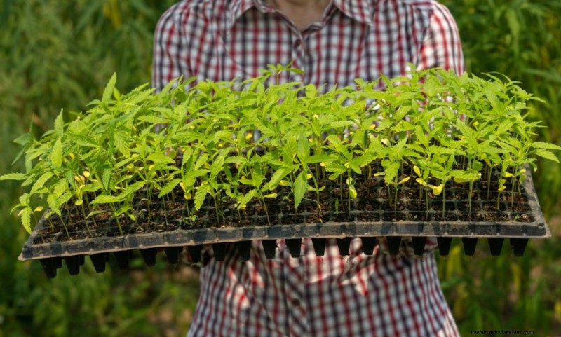 Hemp Farming Profitability: A Comprehensive Guide to Income Potential
