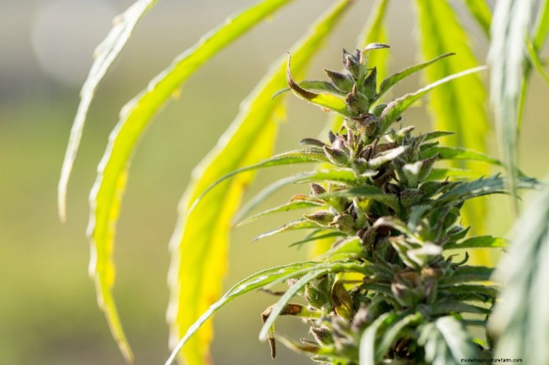 Hemp Farming Profitability: A Comprehensive Guide to Income Potential