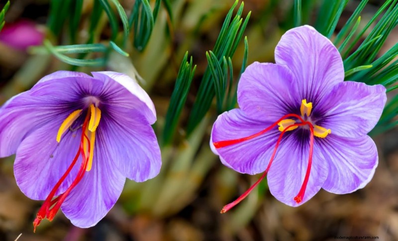 Saffron Farming: A Comprehensive Guide to Growing & Profitable Sales