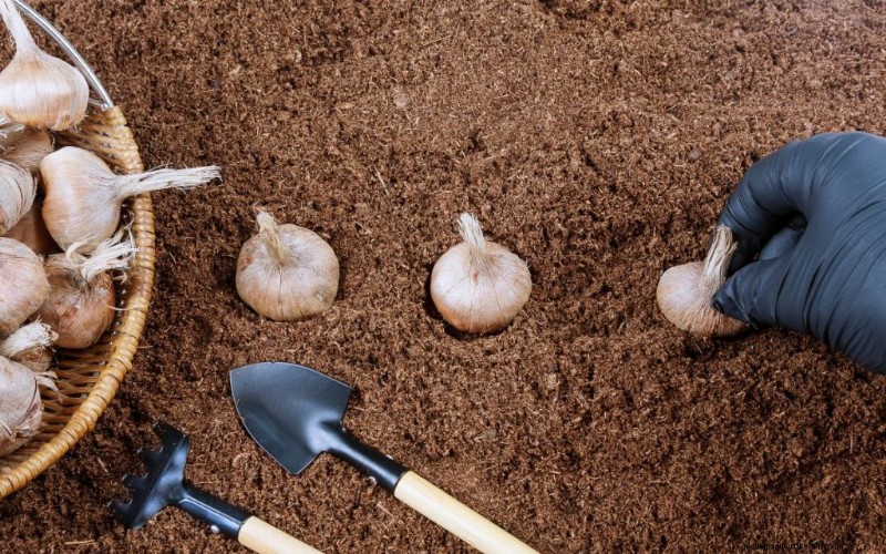Saffron Farming: A Comprehensive Guide to Growing & Profitable Sales