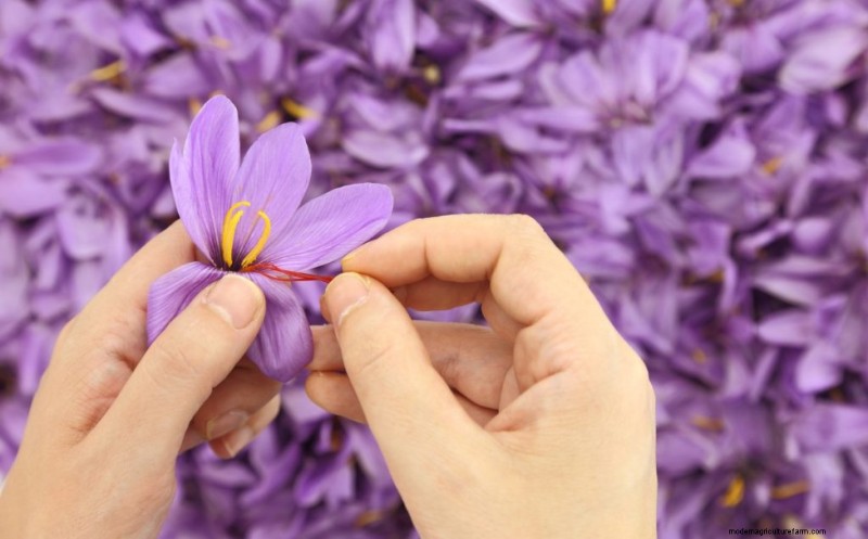 Saffron Farming: A Comprehensive Guide to Growing & Profitable Sales