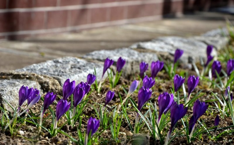 Saffron Farming: A Comprehensive Guide to Growing & Profitable Sales