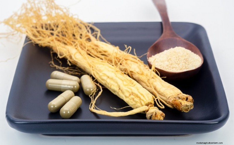 Ginseng Farming: A Beginner s Guide to Profitable Cultivation