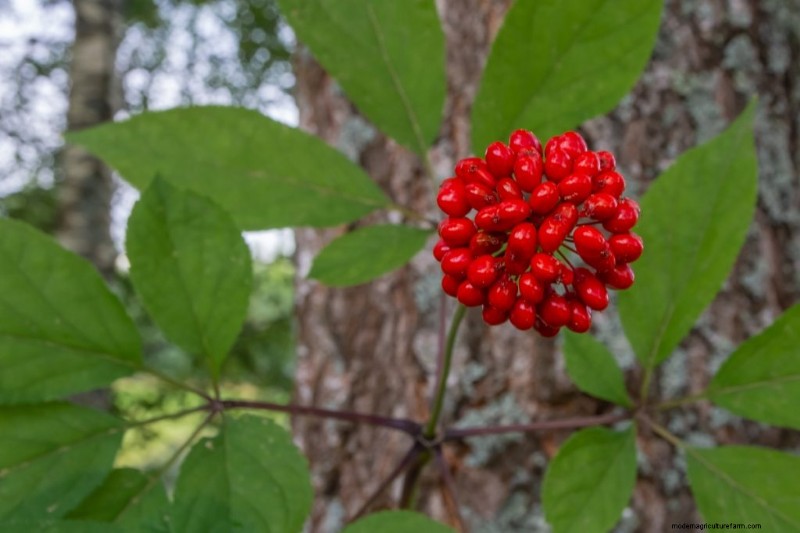Ginseng Farming: A Beginner s Guide to Profitable Cultivation