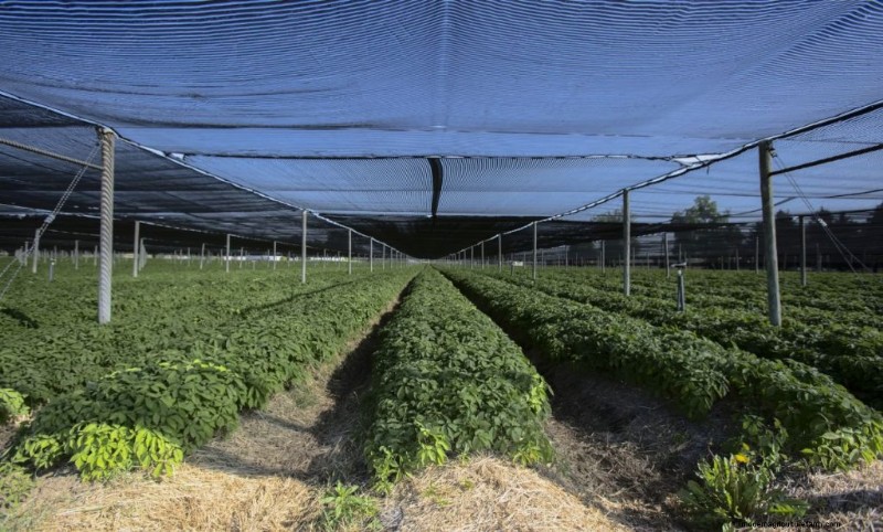 Ginseng Farming: A Beginner s Guide to Profitable Cultivation