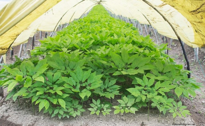 Ginseng Farming: A Beginner s Guide to Profitable Cultivation