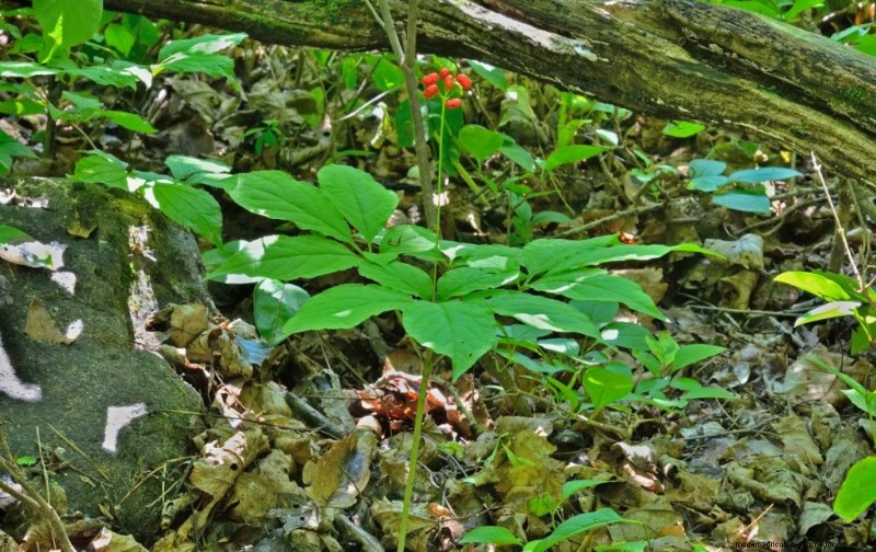 Ginseng Farming: A Beginner s Guide to Profitable Cultivation